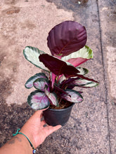 Load image into Gallery viewer, Goeppertia roseopicta 'Corona' (Prayer Plant)
