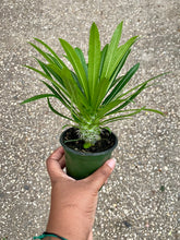 Load image into Gallery viewer, Pachypodium lamerei (Madagascar Palm)
