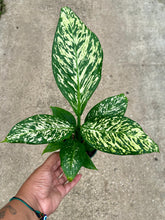Load image into Gallery viewer, Dieffenbachia 'White Etna'
