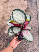 Load image into Gallery viewer, Goeppertia roseopicta 'Corona' (Prayer Plant)
