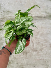 Load image into Gallery viewer, Syngonium podophyllum 'White Butterfly'
