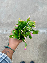 Load image into Gallery viewer, Schlumbergera truncata 'Thanksgiving Cactus' (Holiday Cactus)

