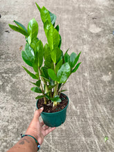 Load image into Gallery viewer, Zamioculcas zamiifolia (ZZ Plant)
