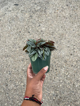 Load image into Gallery viewer, Peperomia 'San Marino'
