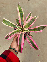 Load image into Gallery viewer, Cryptanthus 'Red Baron' (Earth Star) (Bromeliad)
