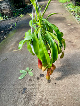 Load image into Gallery viewer, Nepenthes × ventrata (Pitcher Plant)
