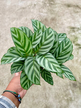 Load image into Gallery viewer, Goeppertia concinna 'Freddie' (Prayer Plant)
