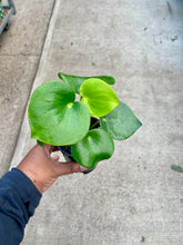 Load image into Gallery viewer, Peperomia polybotrya (Raindrop Peperomia)
