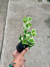 Load image into Gallery viewer, Ficus triangularis 'Variegata' (Triangle Ficus)
