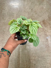 Load image into Gallery viewer, Peperomia caperata 'Frost'
