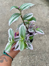 Load image into Gallery viewer, Tradescantia albiflora 'Nanouk'
