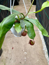 Load image into Gallery viewer, Nepenthes mirabilis var. globosa x ampullaria 'Black Miracle' (Pitcher Plant)
