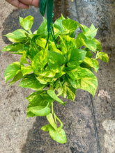 Load image into Gallery viewer, Epipremnum aureum (Golden Pothos)
