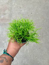 Load image into Gallery viewer, Rhipsalis burchellii (Mistletoe Cactus)
