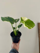 Load image into Gallery viewer, Monstera deliciosa 'Thai Constellation' (Swiss Cheese Plant)
