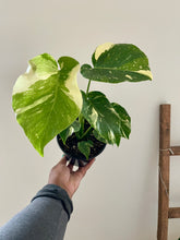 Load image into Gallery viewer, Monstera deliciosa 'Thai Constellation' (Swiss Cheese Plant)

