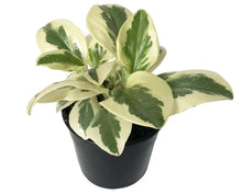 Load image into Gallery viewer, Peperomia obtusifolia 'Albomarginata' (Variegated Baby Rubberplant)
