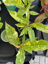 Load image into Gallery viewer, Philodendron 'Ring of Fire'
