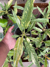 Load image into Gallery viewer, Philodendron 'Ring of Fire'
