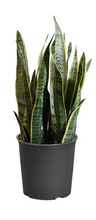 Load image into Gallery viewer, Dracaena trifasciata 'Laurentii' (Snake Plant)
