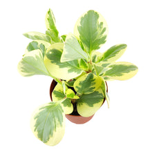 Load image into Gallery viewer, Peperomia obtusifolia 'Albomarginata' (Variegated Baby Rubberplant)
