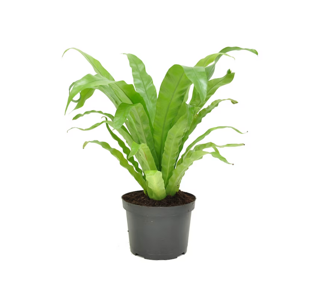 Asplenium nidus ‘Bird's Nest Fern’