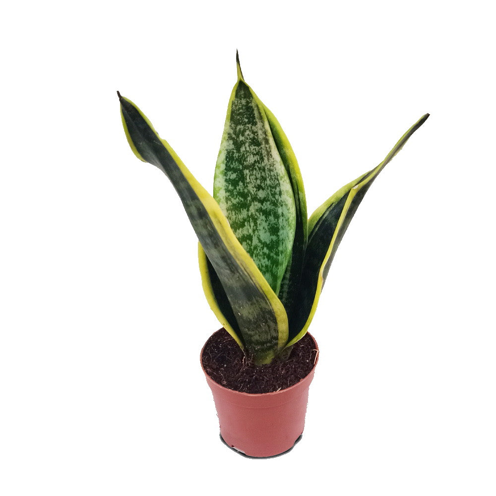 Snake Plant (Assorted)