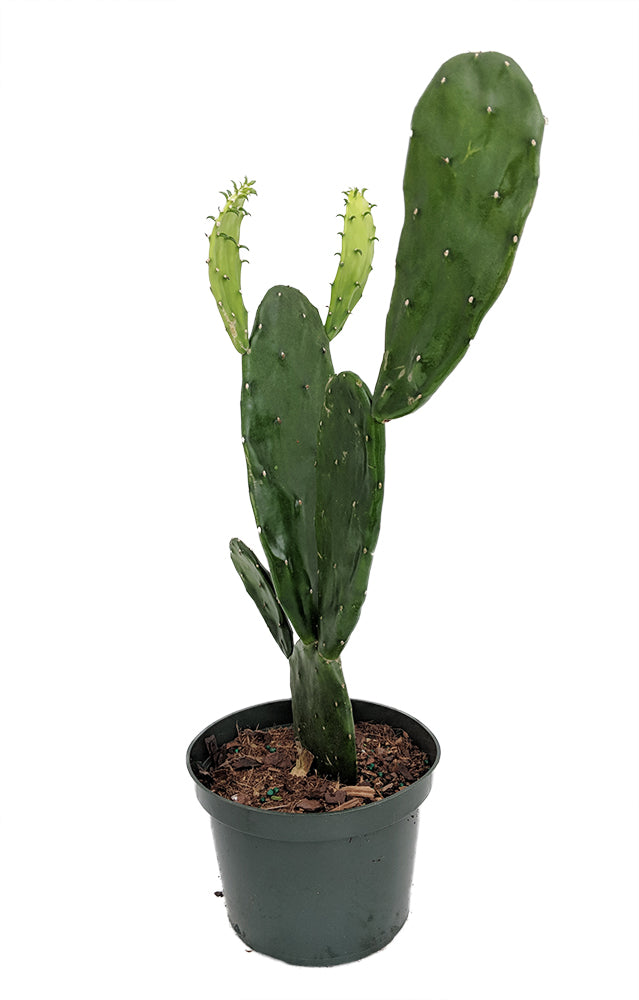 Opuntia (Prickly Pear Cactus)