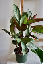 Load image into Gallery viewer, Ctenanthe setosa 'Grey Star' (Prayer Plant)
