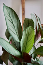 Load image into Gallery viewer, Ctenanthe setosa 'Grey Star' (Prayer Plant)
