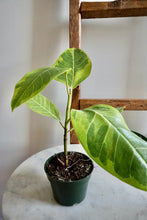 Load image into Gallery viewer, Ficus altissima (Council Tree)
