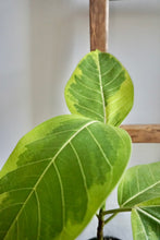 Load image into Gallery viewer, Ficus altissima (Council Tree)
