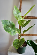 Load image into Gallery viewer, Ficus altissima (Council Tree)
