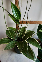 Load image into Gallery viewer, Hoya latifolia ‘Variegata’ (Variegated Macrophylla)
