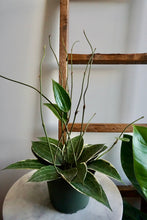 Load image into Gallery viewer, Hoya latifolia ‘Variegata’ (Variegated Macrophylla)
