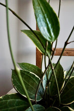 Load image into Gallery viewer, Hoya latifolia ‘Variegata’ (Variegated Macrophylla)
