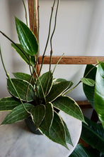 Load image into Gallery viewer, Hoya latifolia ‘Variegata’ (Variegated Macrophylla)
