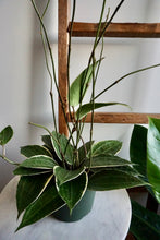 Load image into Gallery viewer, Hoya latifolia ‘Variegata’ (Variegated Macrophylla)
