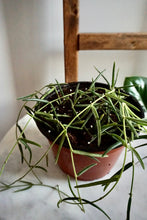 Load image into Gallery viewer, Hoya linearis
