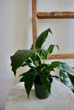 Load image into Gallery viewer, Spathiphyllum wallisii (Peace Lily)
