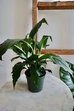 Load image into Gallery viewer, Spathiphyllum wallisii (Peace Lily)
