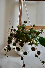 Load image into Gallery viewer, Peperomia Ruby Cascade
