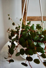 Load image into Gallery viewer, Peperomia Ruby Cascade
