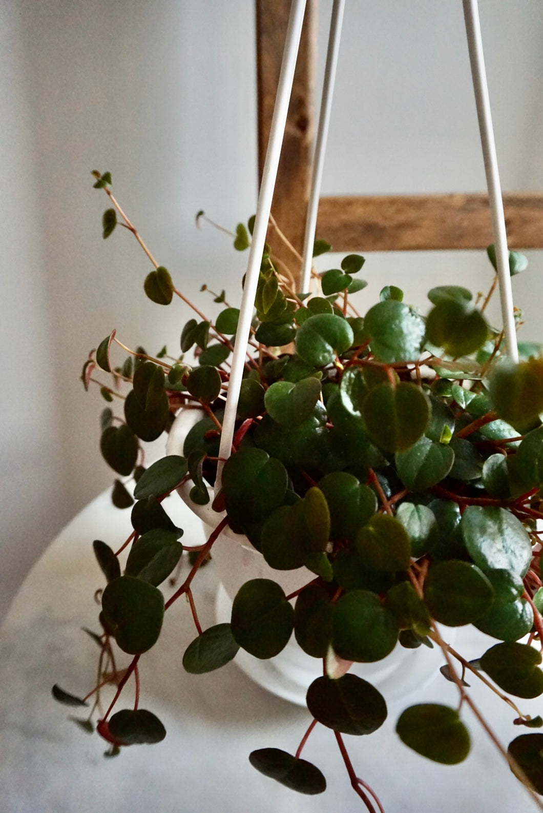 Peperomia Ruby Cascade