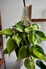 Load image into Gallery viewer, Philodendron hederaceum 'Brasil' (Heartleaf Philodendron)
