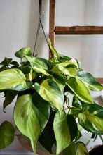 Load image into Gallery viewer, Philodendron hederaceum 'Brasil' (Heartleaf Philodendron)
