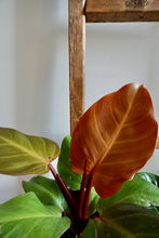 Load image into Gallery viewer, Philodendron erubescens 'McColley's Finale'
