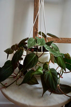 Load image into Gallery viewer, Philodendron hederaceum var. hederaceum (Velvet Philodendron)
