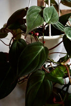Load image into Gallery viewer, Philodendron hederaceum var. hederaceum (Velvet Philodendron)
