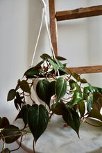 Load image into Gallery viewer, Philodendron hederaceum var. hederaceum (Velvet Philodendron)
